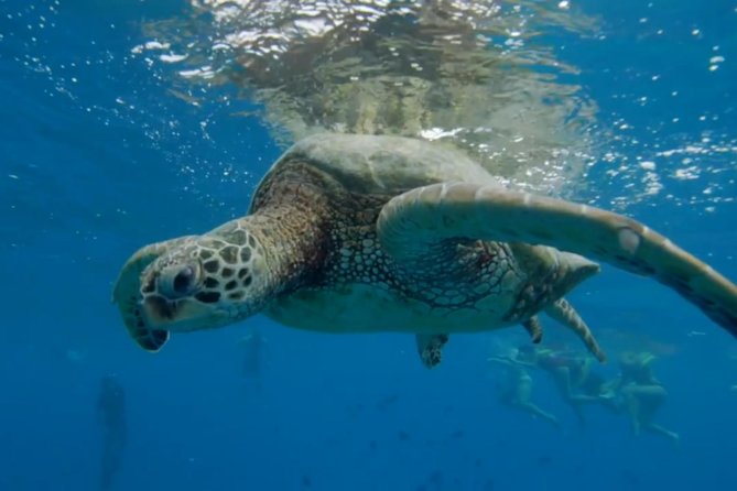 Waikiki: Turtle Canyon Snorkel - Wildlife You’ll Likely See (and What Helps You Enjoy the “In-Between”)