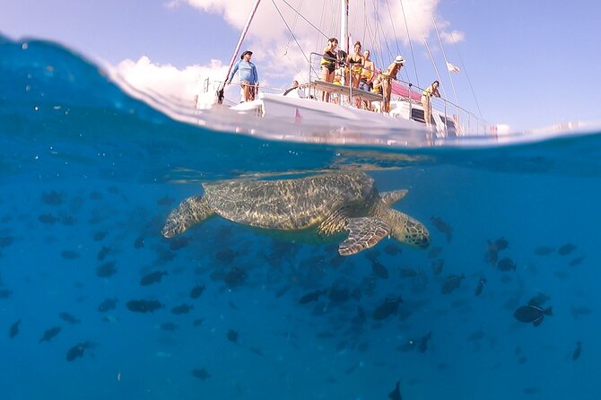 Waikiki: Turtle Canyon Snorkel - Price and Value: Is $68.60 Worth It?