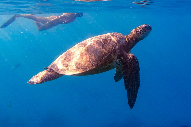 Waikiki Turtle Canyon Snorkel: Turtles Guaranteed - Turtle Canyon vs. a random Waikiki snorkel stop