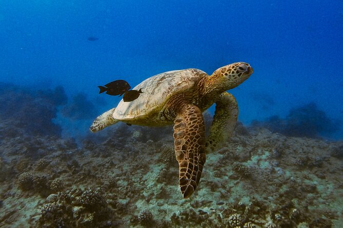 Waikiki Turtle Canyon Snorkel: Turtles Guaranteed - Turtle Canyon snorkel stop: how the turtle sightings actually happen