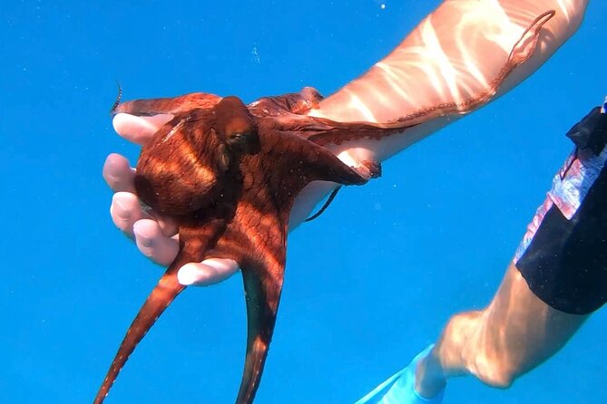 Waikiki Turtle Canyon Snorkel: Turtles Guaranteed - Wildlife sightings beyond turtles: plan to look at more than one thing