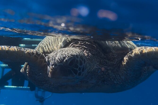 Waikiki Turtle Canyon Snorkel: Turtles Guaranteed - Whale odds in winter: when to hope, when to shrug