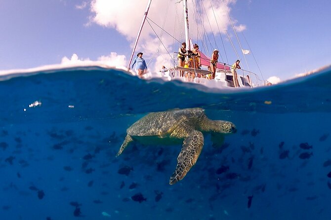 Waikiki: Turtle Canyon Snorkel - Finding Pink Sails Waikiki Without Stress (Bring This, Know This)