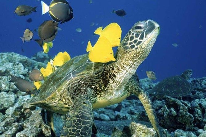 Waikiki Turtle Snorkel and Sail on Hawea Catamaran - Meet at Duke Paoa Kahanamoku and Start With a Simple Plan