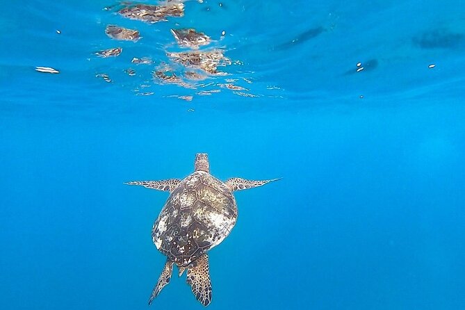 Waikiki Turtle Snorkel and Sail on Hawea Catamaran - What You See Besides Turtles (This Is a Reef, Not Just a Photo Stop)