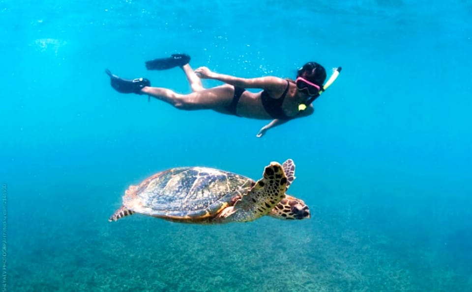 Waikiki: Turtle Snorkeling Cruise with 20ft Jumping Platform - Key Things to Know Before You Go