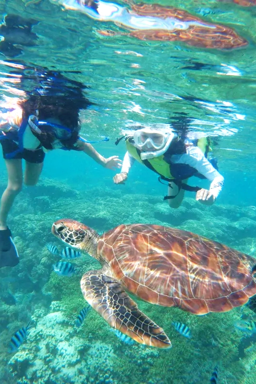 Waikiki: Turtle Snorkeling Cruise with 20ft Jumping Platform - Observer Option: When You Want the Scenery Without the Water Time
