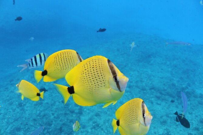 Waikiki Turtle Snorkeling Tour with Complimentary Trolley Ride - Turtle Canyon Snorkeling: What You’ll Actually Do