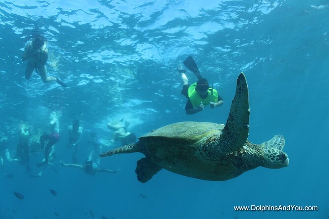 Waikiki Turtle Snorkeling Tour with Complimentary Trolley Ride - What Makes the Turtle Canyon Stop Special (and How It Feels)