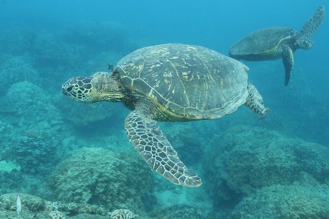 Waikiki Turtle Snorkeling Tour with Complimentary Trolley Ride - Wildlife Bonus: Dolphins and Possible Whales