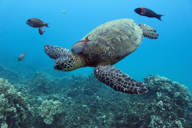 Waikiki Turtle Snorkeling Tour with Complimentary Trolley Ride - Onboard Hula, Snacks, and Soft Drinks (Yes, This Matters)