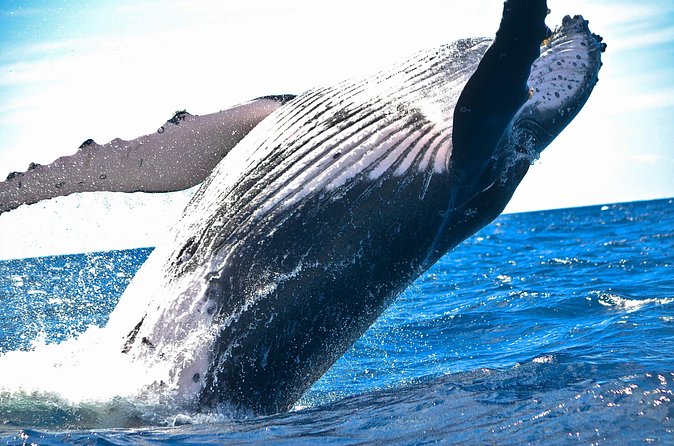 West Oahu Deluxe Whale Watching Sail - The Waianae coast views: scenery that doesn’t vanish between sightings