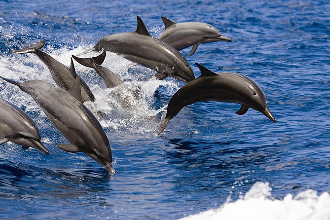 West Oahu Deluxe Whale Watching Sail - If whales don’t show up: how the free re-ride works in practice