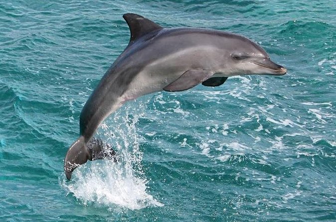 West Oahu Deluxe Whale Watching Sail - Price and value: is $89 worth it for West Oahu whale watching?