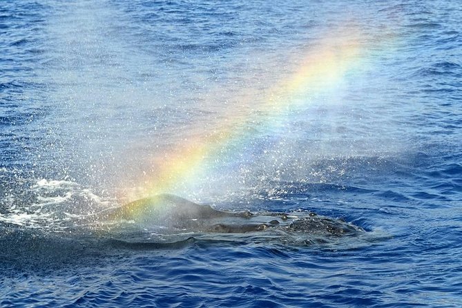 West Oahu Deluxe Whale Watching Sail - The 2-hour plan: cruise, scan, learn, and enjoy the water