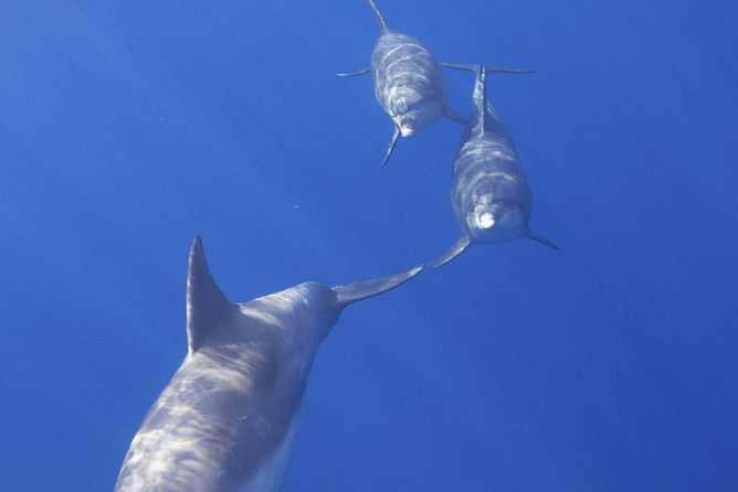 West Oahu Dolphin Watch and Snorkel Sail with Lunch - The 9:00 AM Plan: Pickup, Timing, and Getting Oriented