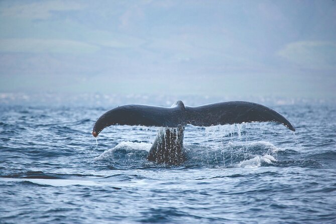 West Oahu Dolphin Watch and Snorkel Sail with Lunch - Stop-by-Stop: Makaha to Kaneana Cave, and What You’ll Likely Notice
