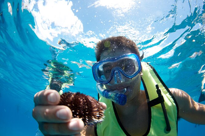 West Oahu Dolphin Watch and Snorkel Sail with Lunch - The Price: Is $125.95 Worth It?