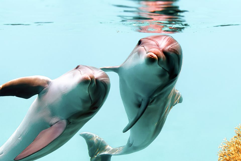 West Oahu: Turtles, Dolphins, and Snorkeling Tour with Lunch - Key things to know before you go