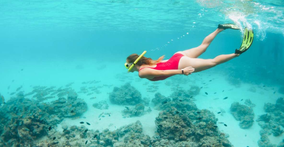West Oahu: Turtles, Dolphins, and Snorkeling Tour with Lunch - Guided snorkel for green sea turtles and reef fish