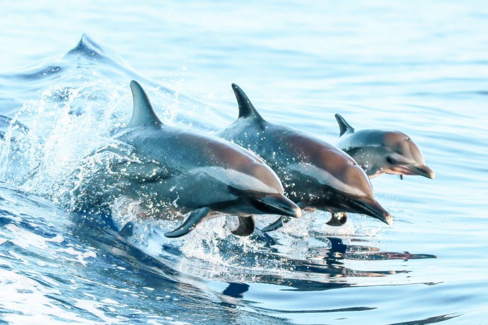 West Oahu: Turtles, Dolphins, and Snorkeling Tour with Lunch - The lunch and bar: what $139 buys you beyond dolphins