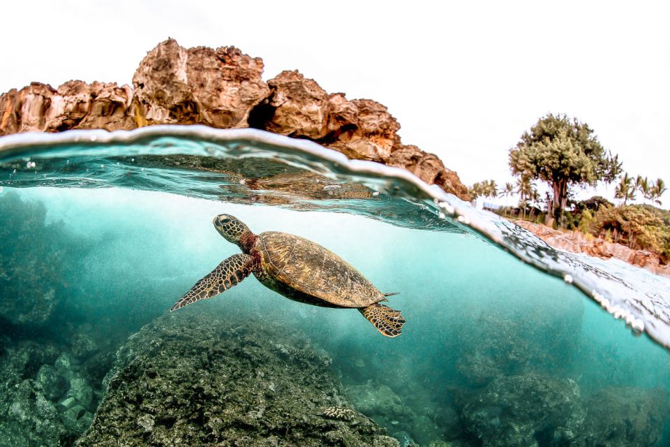West Oahu: Turtles, Dolphins, and Snorkeling Tour with Lunch - Dolphin spotting with a real guarantee (not just hope)