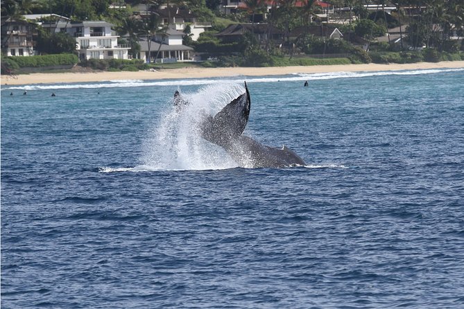 Whale Watch Cruise Aboard The Majestic - Pier 6 to Maunalua Bay: a simple route that puts you in the game