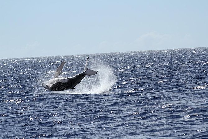 Whale Watch Cruise Aboard The Majestic - Diamond Head, Waikiki, and Honolulu skyline: the trip isn’t only about whales