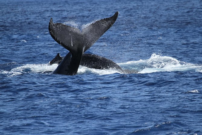 Whale Watch Cruise Aboard The Majestic - When the ocean gets rough: how to plan for real conditions and still enjoy it