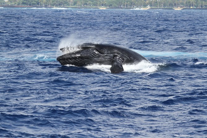 Whale Watch Cruise Aboard The Majestic - Comfort and staff: what you’ll notice once you’re on the boat