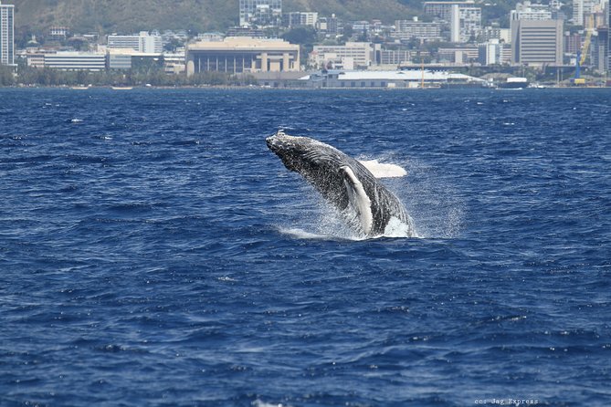 Whale Watch Cruise Aboard The Majestic - Value check: is $85.09 worth it for 2.5 hours of whale watching?