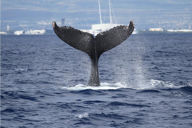 Whale Watch Cruise Aboard The Majestic - Three decks, real viewing: where to stand when whales actually surface
