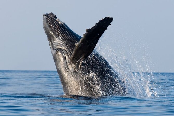 Whale Watching & Late Breakfast Cruise in Honolulu - Why a 9:00 am whale-and-breakfast schedule makes sense