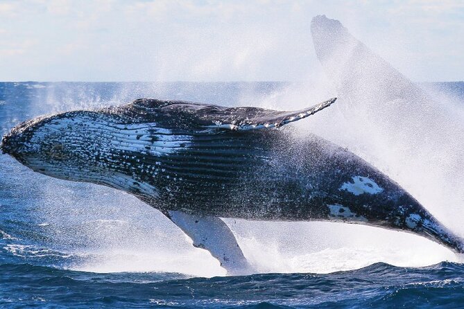 Whale Watching & Late Breakfast Cruise in Honolulu - Waikiki Beach scenery and the “bonus wildlife” mindset