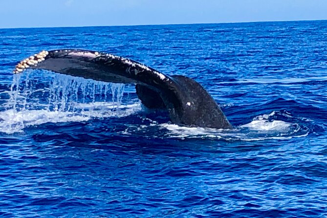 Whale Watching & Late Breakfast Cruise in Honolulu - Whales and how the crew helps you spot them