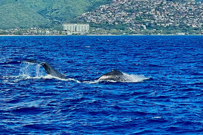 Whale Watching & Late Breakfast Cruise in Honolulu - Seasickness reality check (and what to do before you board)