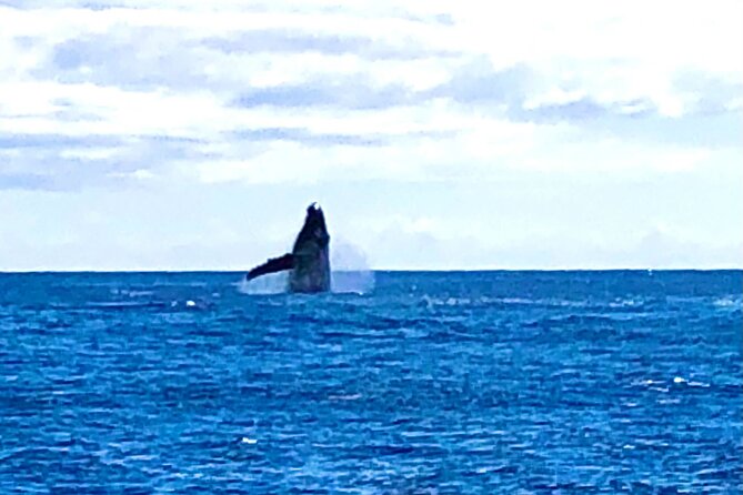 Whale Watching & Late Breakfast Cruise in Honolulu - Price and value: what you get for one fixed morning