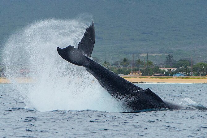 Wild Dolphin Watching and Snorkel Safari Off West Coast of Oahu - Why Waianae’s small boat safari feels more personal than the big crowd