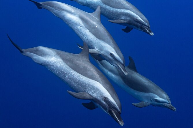 Wild Dolphin Watching and Snorkel Safari Off West Coast of Oahu - Spinner dolphins first: what the wildlife search really looks like