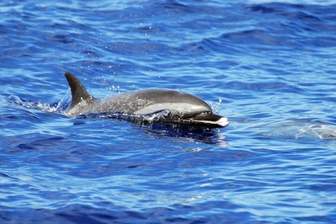 Wild Dolphin Watching and Snorkel Safari Off West Coast of Oahu - Snorkeling with sea turtles: gear included, plus the comfort reality