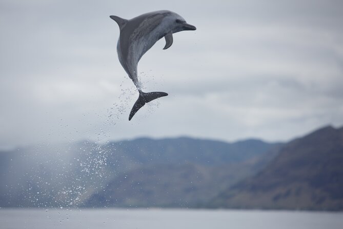 Wild Dolphin Watching and Snorkel Safari Off West Coast of Oahu - The included deli lunch and how Spinners Cafe fits in