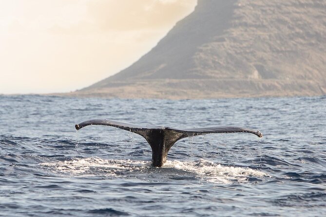 Wild Dolphin Watching and Snorkel Safari Off West Coast of Oahu - A realistic feel for the 3 hours: wildlife viewing, then repeat water time