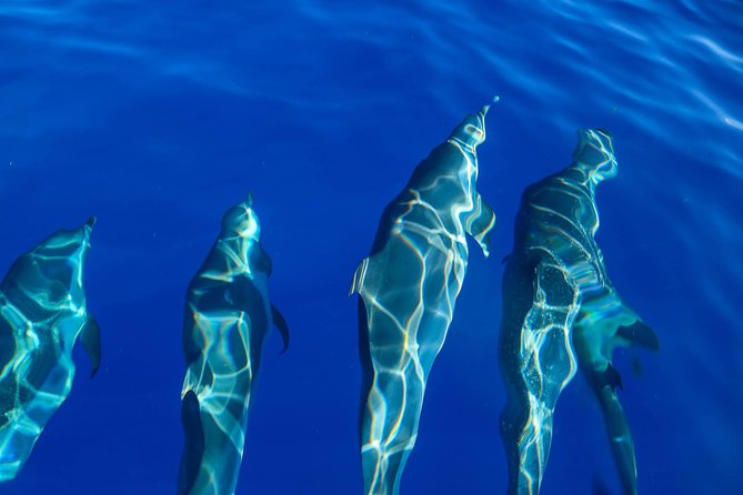Wild Dolphin Watching and Snorkel Safari Off West Coast of Oahu - Price and value: why $193.88 can make sense on this day