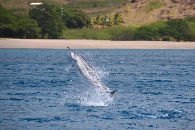 Wild Dolphin Watching and Snorkel Safari Off West Coast of Oahu - Motion sickness and small-boat sanity tips that actually help